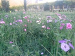 Imrankhan flowers18